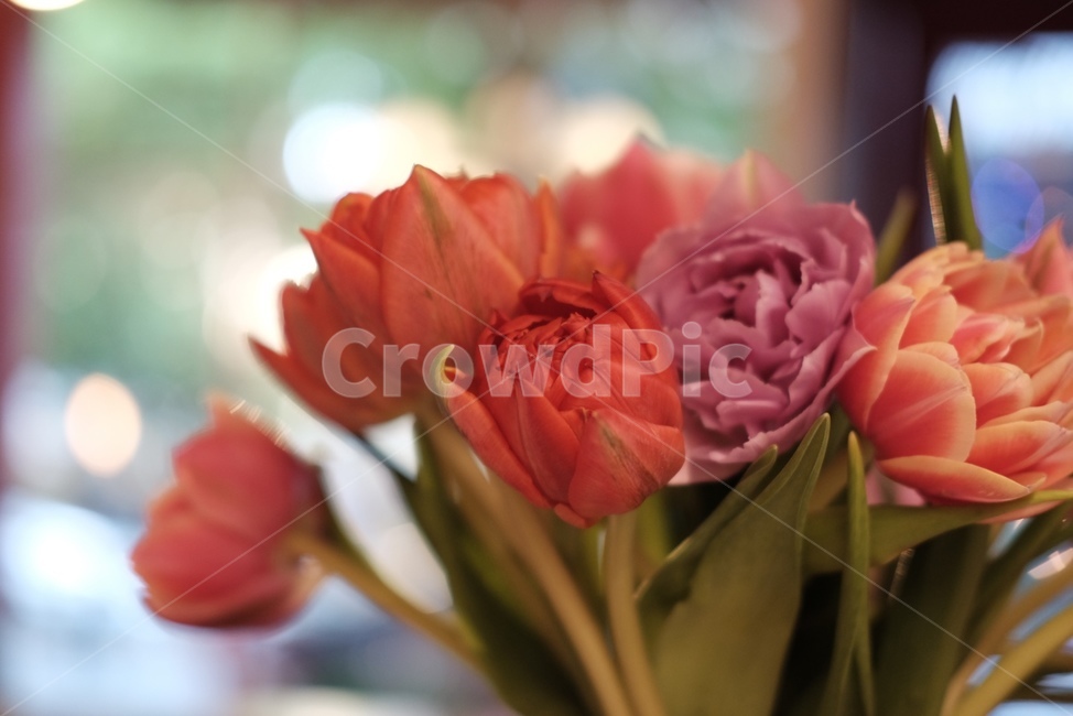 꽃,초록,감성사진,flowers,green,식물,자연,plants,nature,꽃,flower