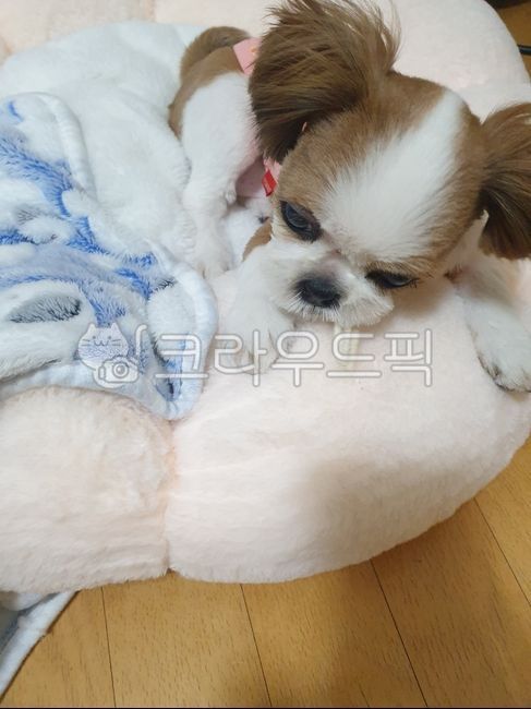 귀여운강아지,귀여운시츄,귀여운댕댕이,예쁜강아지,아기강아지,puppy,동물,dog,애완동물,개,animal,pet