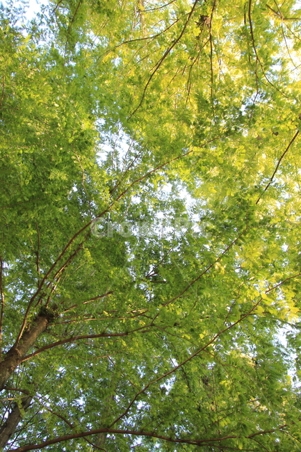 나무,하늘,풍경,자연,초록,가을,가을,계절,fall,autumn,season,tree,plant,식물,tree trunk,나무 줄기