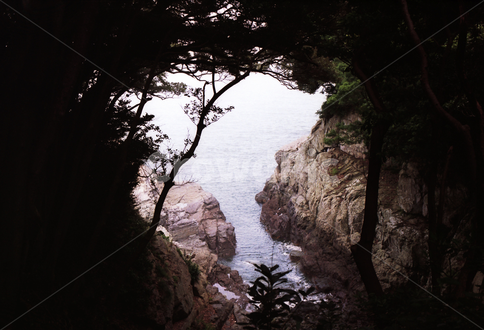 자연,바다,나무,숲,돌,암벽,여수,오동도,감성,필름,자연,풍경,nature,landscape,shoreline,해안선,water,물,outdoors,옥외,cliff,낭떠러지,ocean,대양,sea,cave,동굴,cove,후미,coast,연안