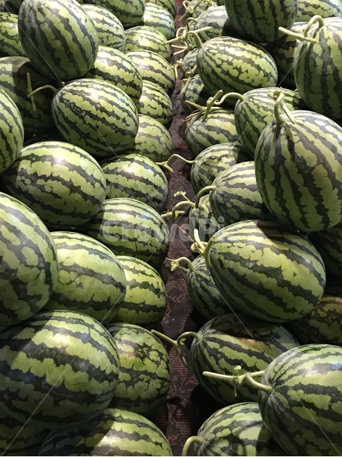 watermelon,fruit,forsale,수박,과일,과일상가,음식,식재료,요리,food,cook,meal,dishes,food reserves,과일,열매,fruit