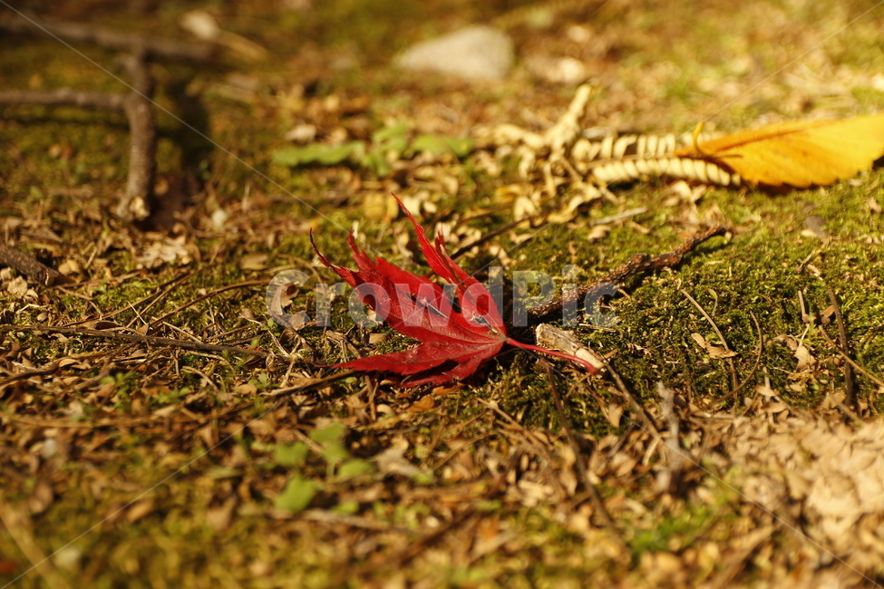 단풍,나뭇잎,가을,흙,이끼,자연,가을,계절,fall,autumn,season,leaf,잎,plant,식물,ground,바닥,animal,동물,invertebrate,무척추 동물,insect,곤충