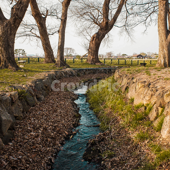 경주,계림,풍경,나무,물,자연,풍경,nature,landscape,ditch,도랑,tree,plant,식물