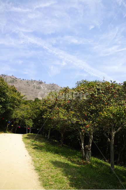 동백나무,동백꽃,낙화,꽃,flower,계절,봄,spring,하늘,구름,자연,풍경,nature,landscape,tree,나무,plant,식물