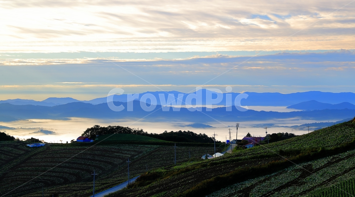 안반데기,운무,아침,아리바우길,배추,밭,자연,풍경,nature,landscape,한국자연풍경,한국자연경관,korea nature landscape,outdoors,옥외