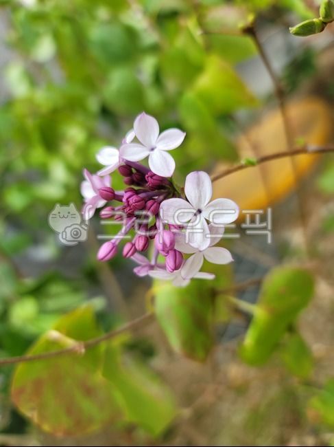 blossom,nature,tree,flower,petal,plant,fall flowers,wild flowers