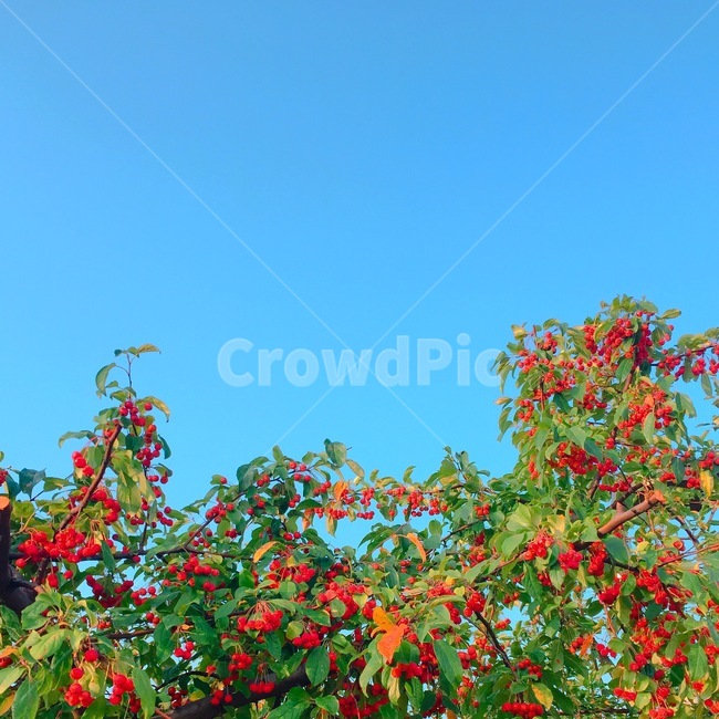 가을,열매,빨강,하늘,식물,나무,식물,자연,plants,nature,과일,열매,fruit