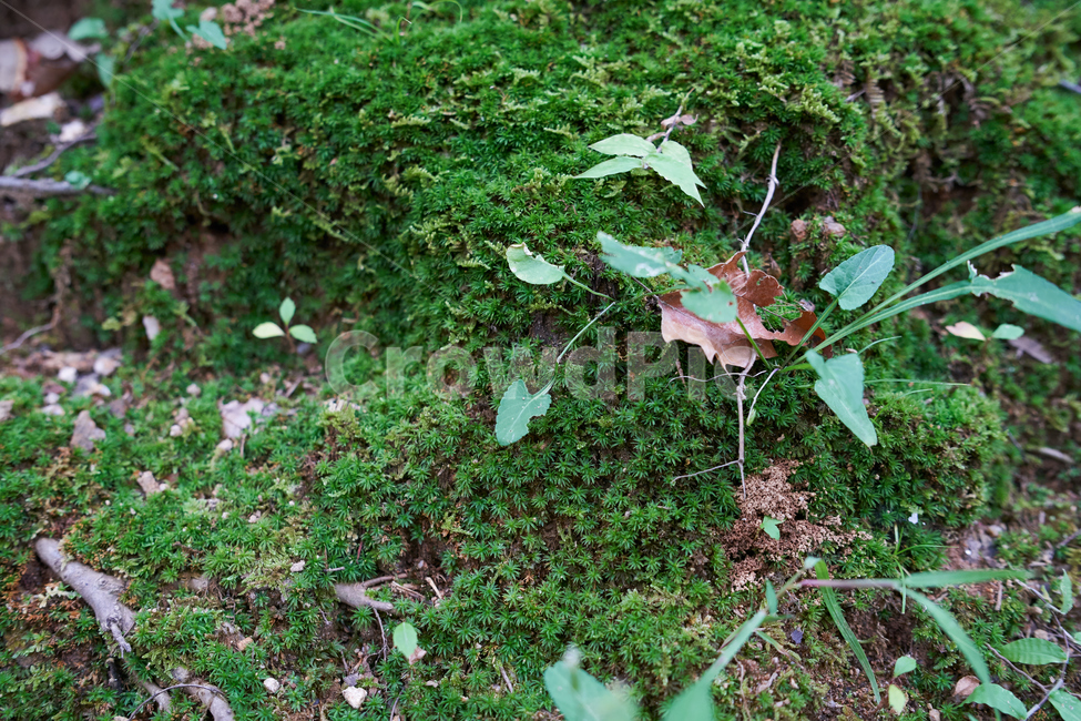 green,숲,이끼,녹색,빛,forest,식물,자연,plants,nature