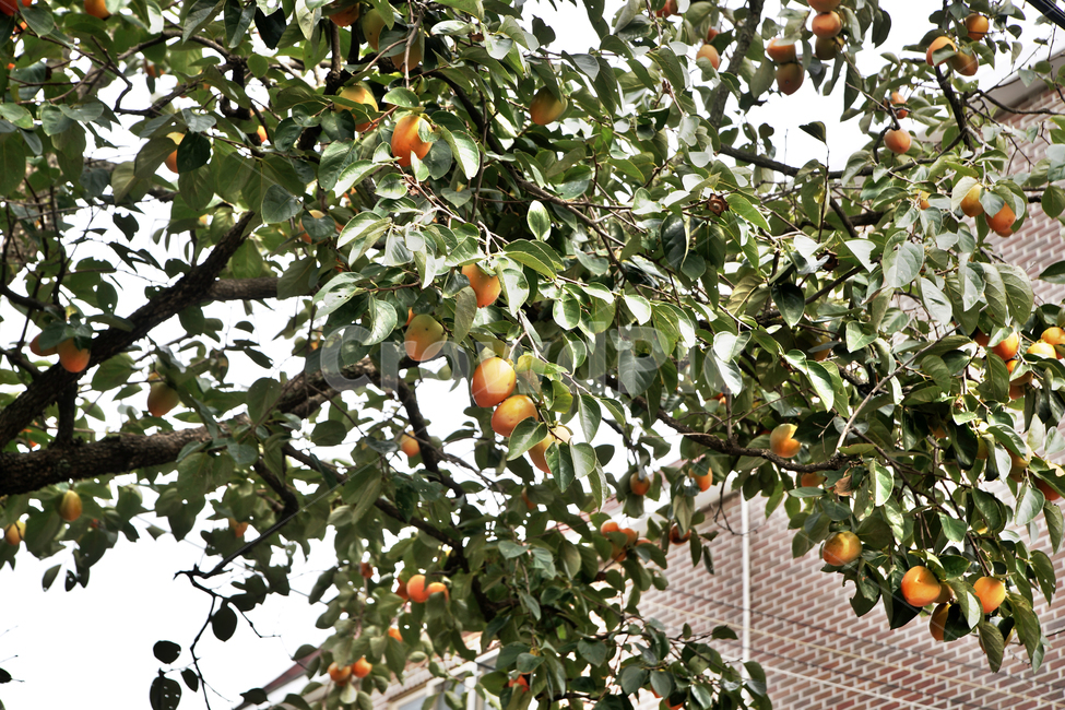 감,감나무,가을,계절,결실,식용,과일,열매,fruit