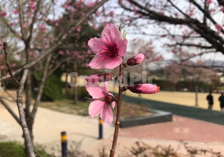 복숭아꽃,벚꽃,봄,싱그러움,분홍색,식물,자연,plants,nature,꽃,flower