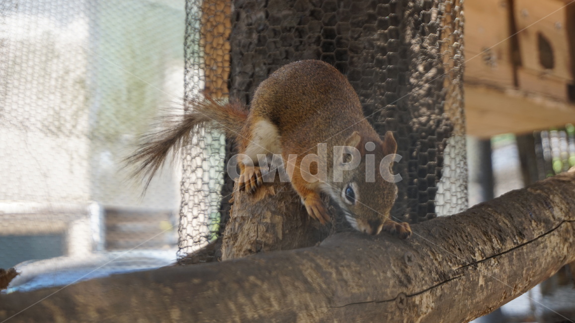 다람쥐,동물원,animal,동물,포유류,mammal,rodent,설치류,squirrel,청설모,동물,animal,포유류,mammal