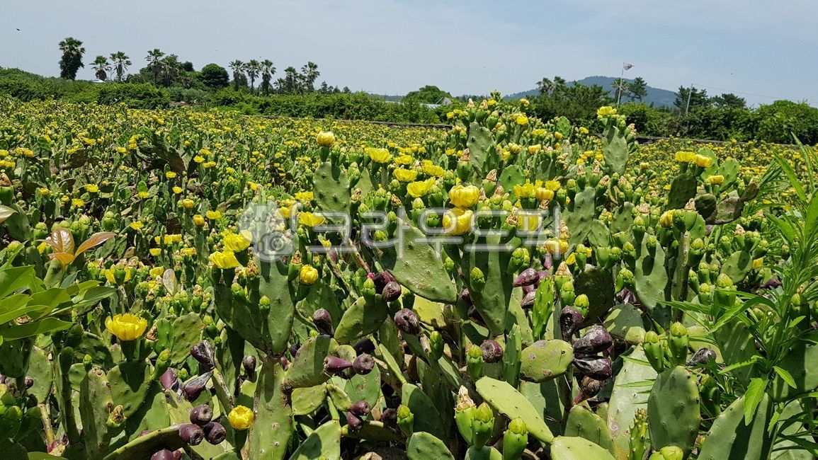 제주도,선인장,선인장꽃,백년초,선인장마을