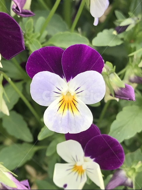 플라워,꽃,자연,flower,식물