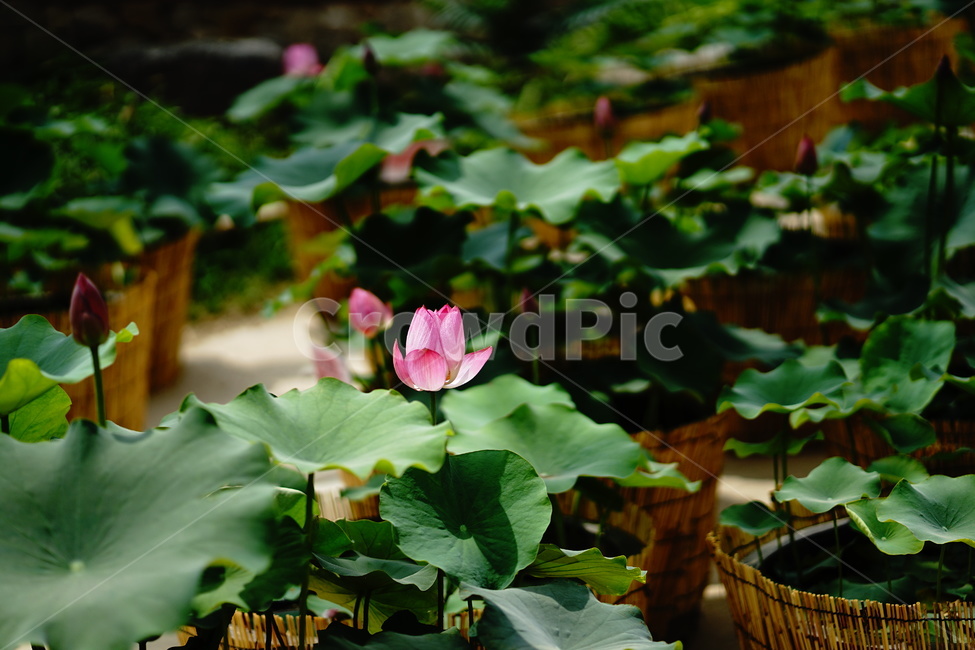 	연꽃,분홍,순결,청순,연잎,식물,자연,plants,nature,꽃,flower