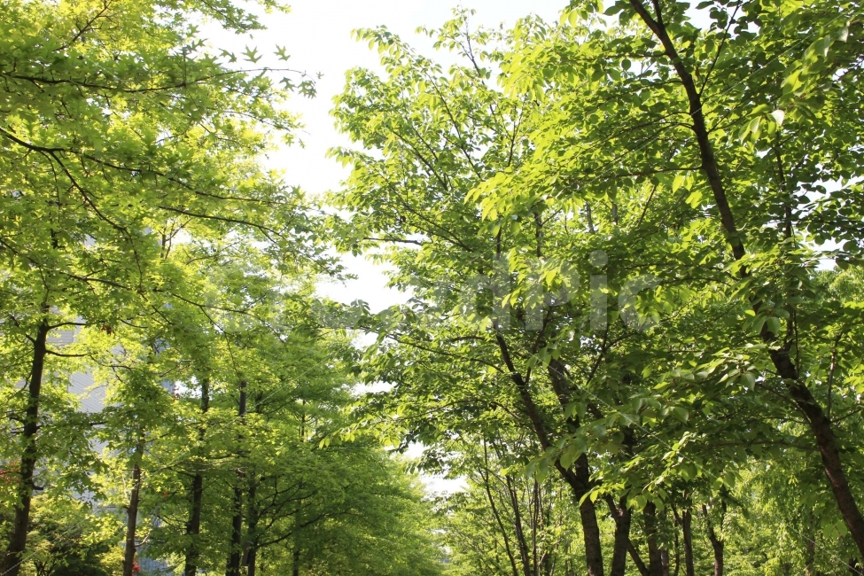 나무,잎,나뭇잎,하늘,자연,야외,나들이,소풍,봄,햇살,햇빛,가지,식물,자연,plants,nature