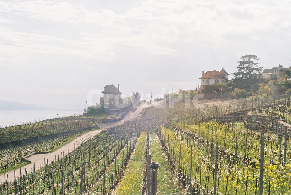 포도밭,포도나무,vineyard,grapevine,평야,plain