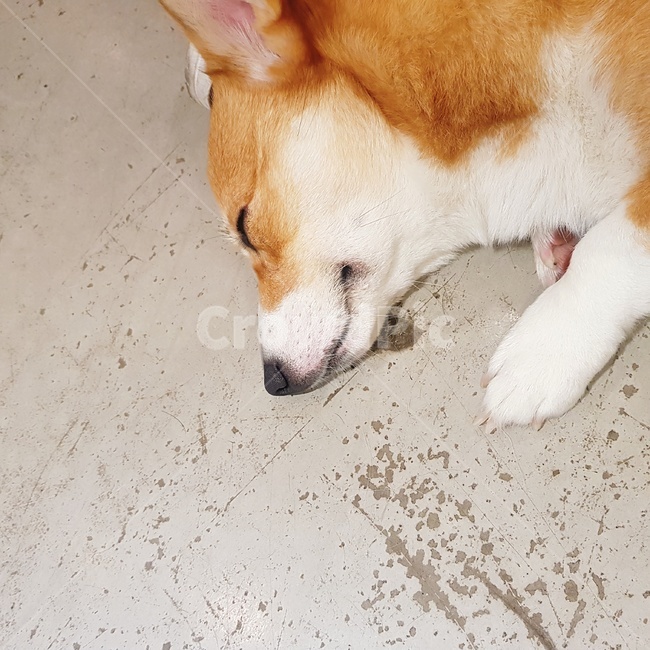 애견카페,시바견,웰시코기,반려견,강아지,애완동물,귀여움