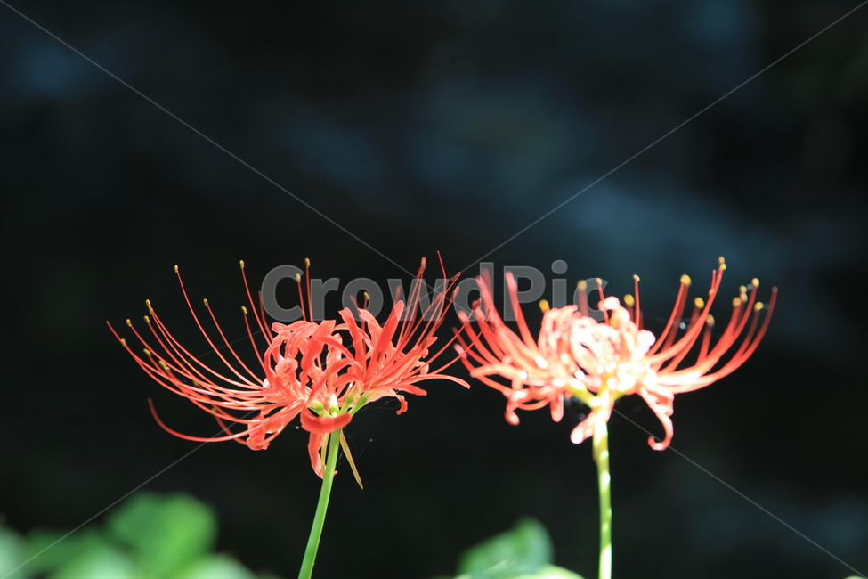꽃무릇,plant,식물,화분,pollen,식물,자연,plants,nature,꽃,flower