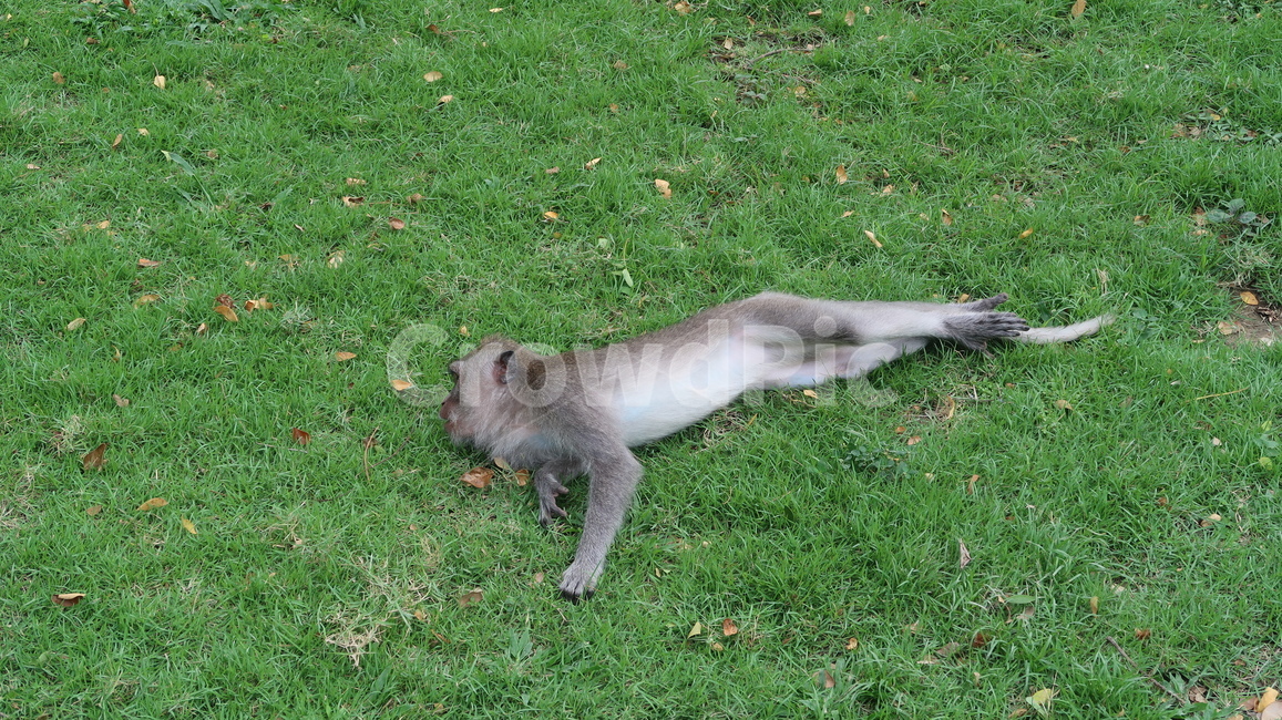 monkey,원숭이,야생동물,animal,wildlife