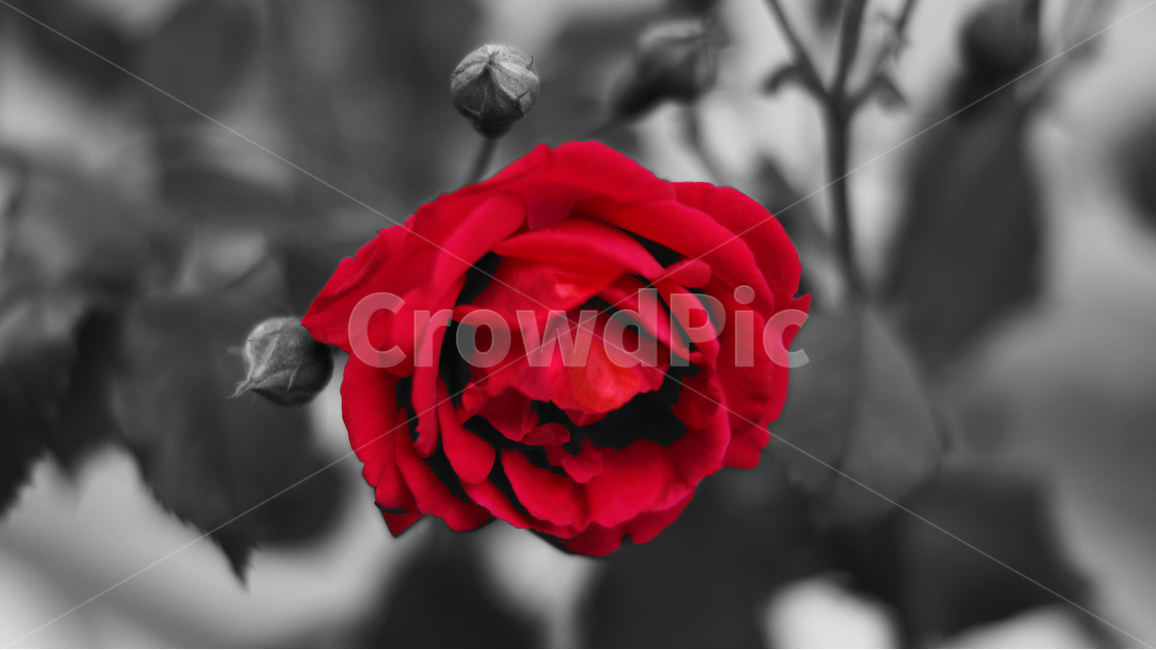 장미,꽃,흑백,빨간장미,대비,redrose,flower,rose,blackandwhite,contrast,black,focus,red,mood,warm,color,colorful,natural,식물,자연,plants,nature,꽃,flower,흑백,모노톤,monochrome,black and white