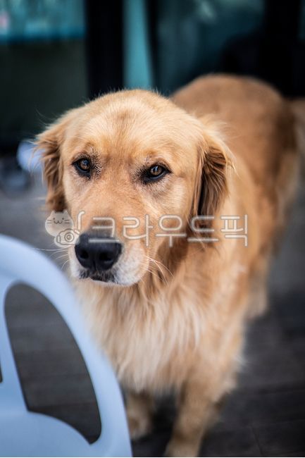 dog,골든리트리버,goldenretriever,반려견,pet,개,동물,애완동물,동물,animal,포유류,mammal,개,강아지,dog,doggy