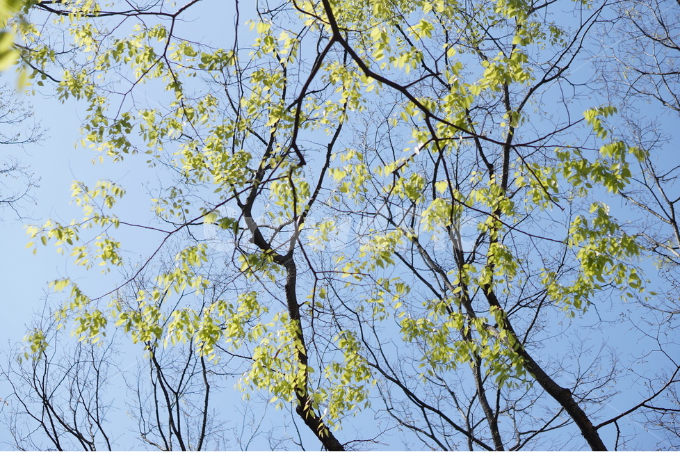 나무,잎사귀,초록,봄,햇살,빛비침,따스함,식물,자연,plants,nature,나무,trees,wood