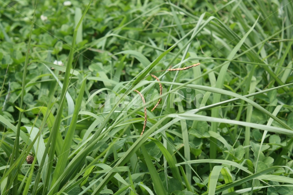 자연,시골,풍경,그린,초록,식물,식물,자연,plants,nature