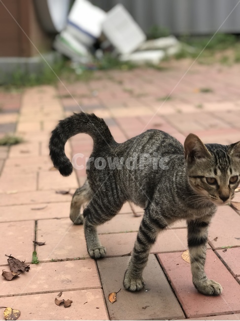 mammal,고양이,pet,포유류,animal,동물,cat,동물,animal,포유류,mammal,고양이,cat,kitten,kitty