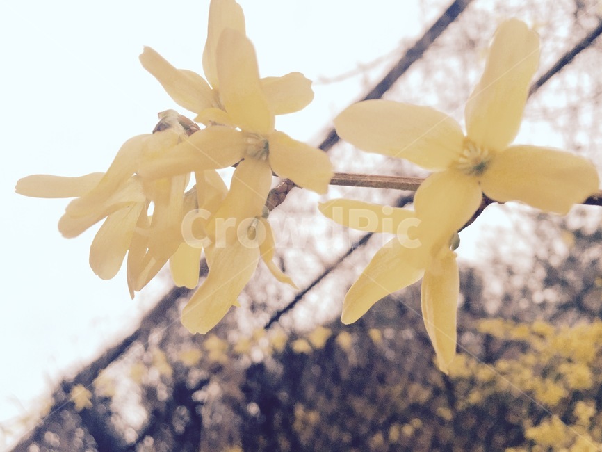 개나리,봄꽃,꽃,꽃잎,flower