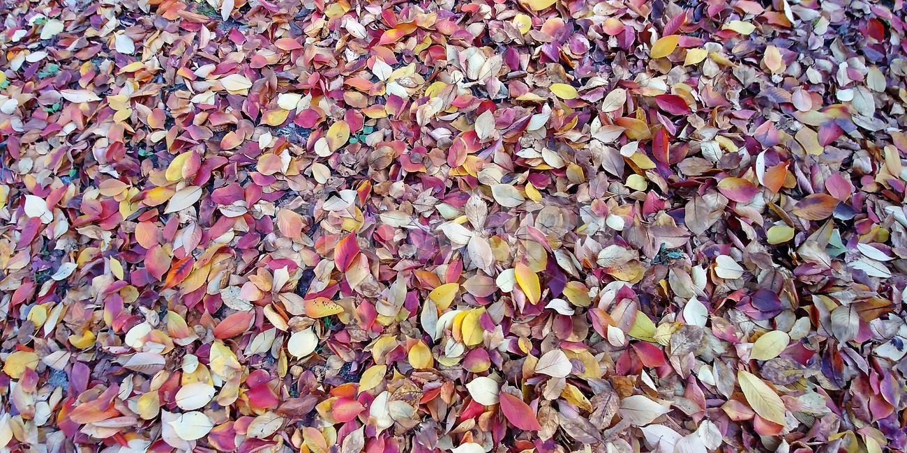 낙엽,가을,가을낙엽,나뭇잎,단풍,자연,fall,autumn,가을,계절,fall,autumn,season,ground,바닥,confetti,색종이 조각,paper,종이