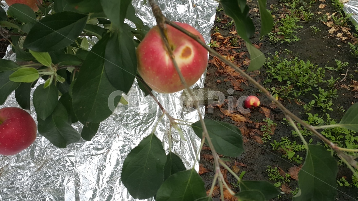 과일,food,음식,fruit,식물,과일,열매,fruit