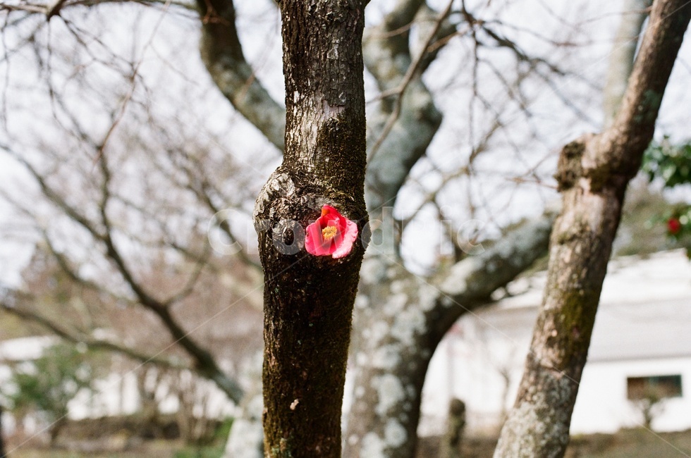 필름사진,filmphotography,filmphoto,나무,tree,식물,plant,나무줄기,treetrunk,동백,동백꽃,flower,camelliaflower,한송이,외로운