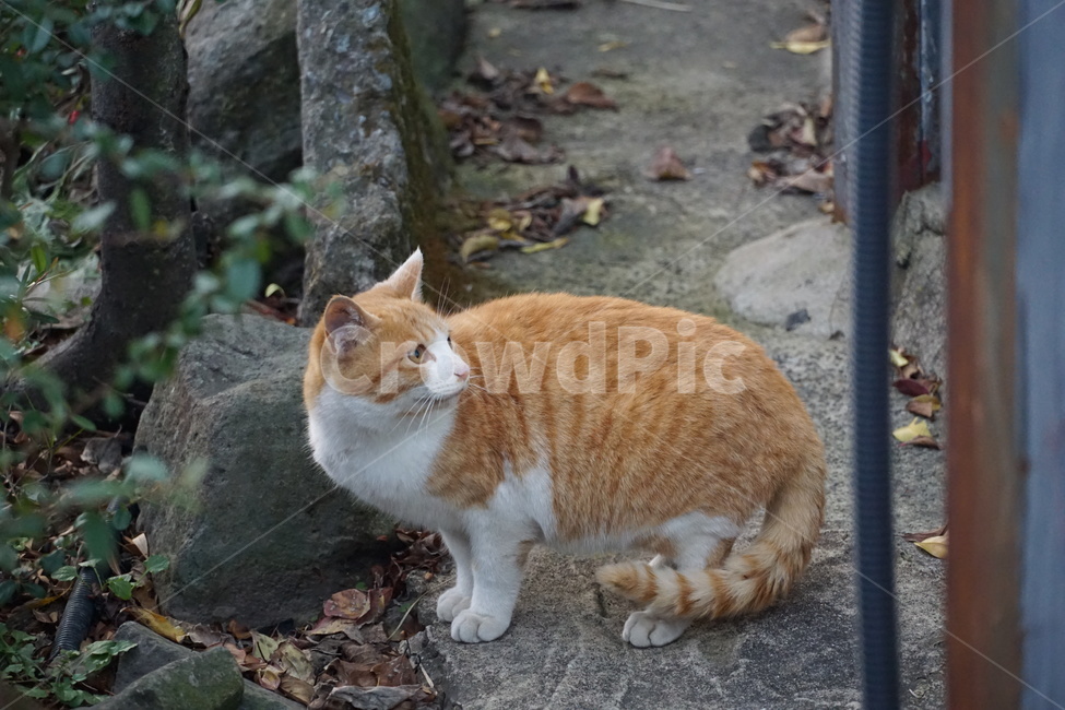 고양이,치즈,길냥이,코숏,코리안숏테일,동물,동물,animal,포유류,mammal,고양이,cat,kitten,kitty