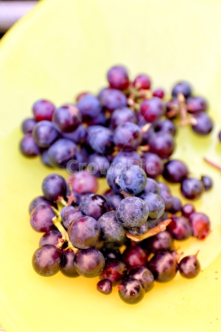 포도,거봉,농장,과일,일본포도,음식,식재료,요리,food,cook,meal,dishes,food reserves,과일,열매,fruit