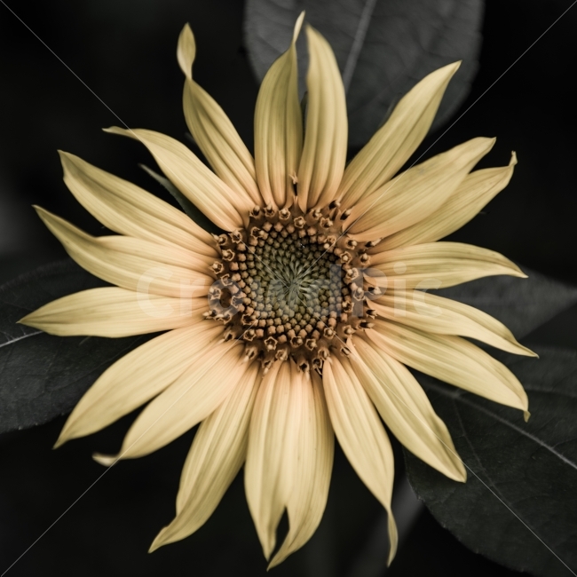 꽃,해바라기,식물,1x1,감성,색감,꽃사진,노랑꽃,식물,자연,plants,nature,꽃,flower
