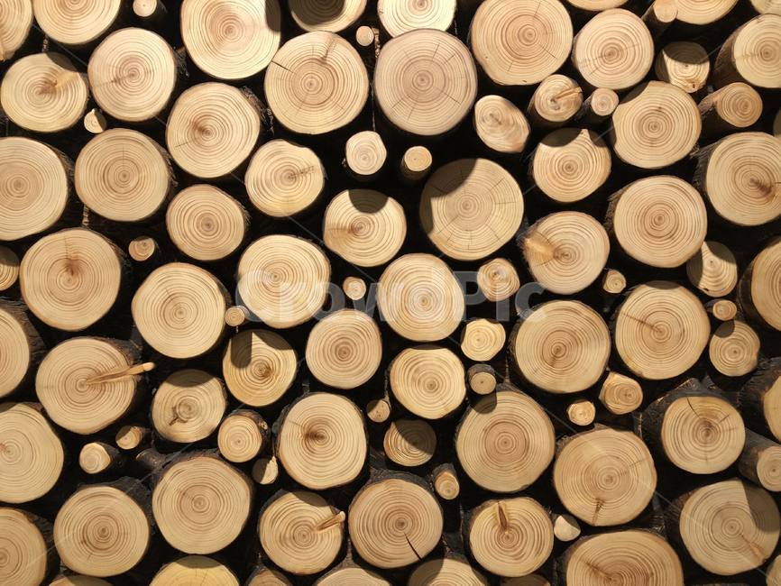 패턴,나무,원,배열,원목,나무,trees,wood
