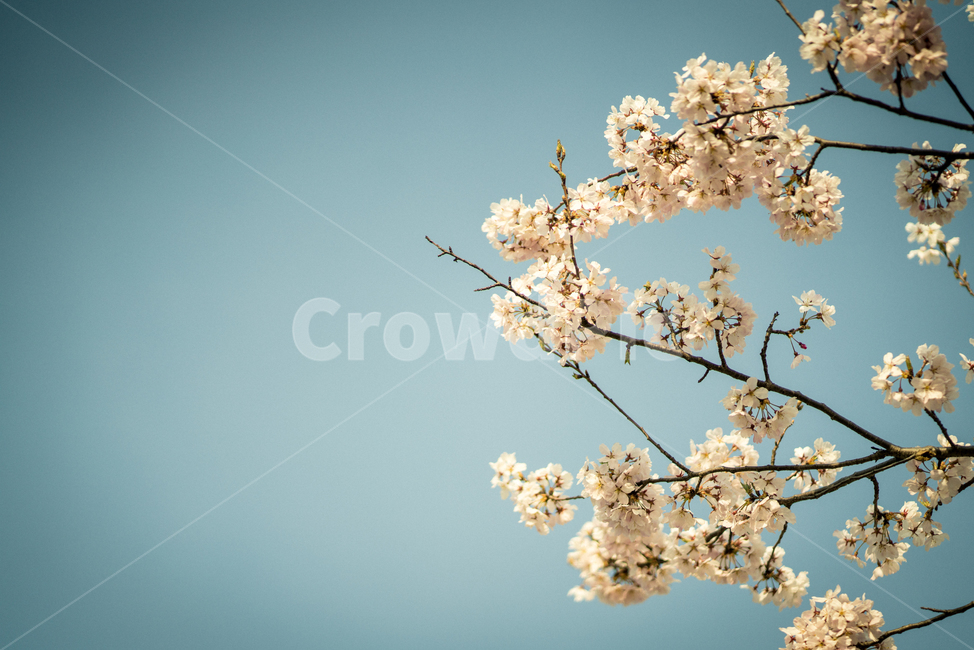 벚꽃,봄,봄꽃,감성사진,꽃,flower,봄,계절,spring,season