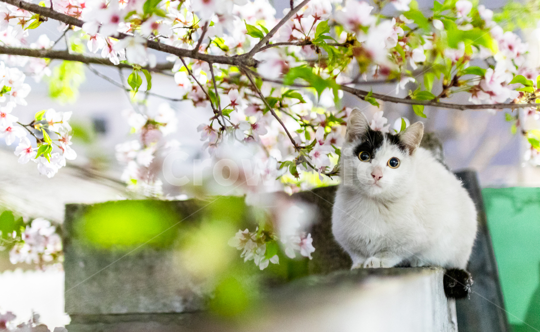 동물,고양이,길고양이,애완동물,반려동물,유기동물,동물,animal,포유류,mammal,고양이,cat,kitten,kitty