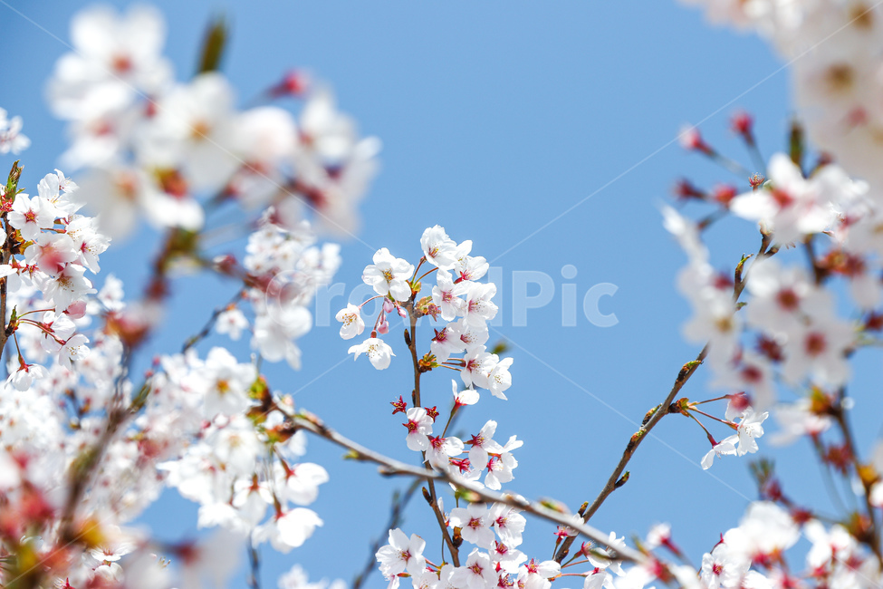 꽃,flower,벚꽃,blossom,plant,식물