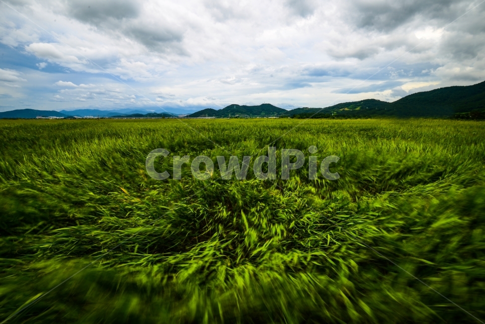 바람,풍경,풀,산,wind,landscape,들판,자연,풍경,nature,landscape,field,들,grassland,목초지,outdoors,옥외