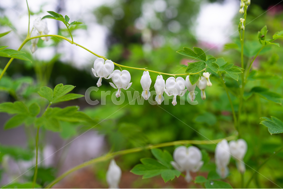 금낭화,꽃,dicentraspectabilis,자연,flower,natural,식물,자연,plants,nature,꽃,flower
