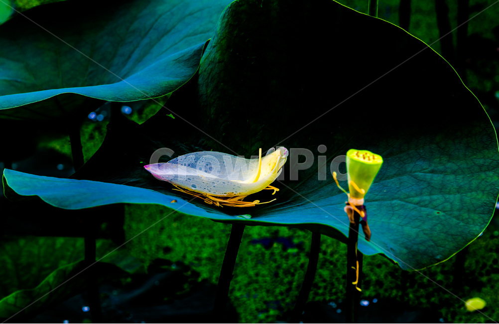 연잎,연,문양,무늬,습지,낙화,식물,자연,plants,nature,꽃,flower