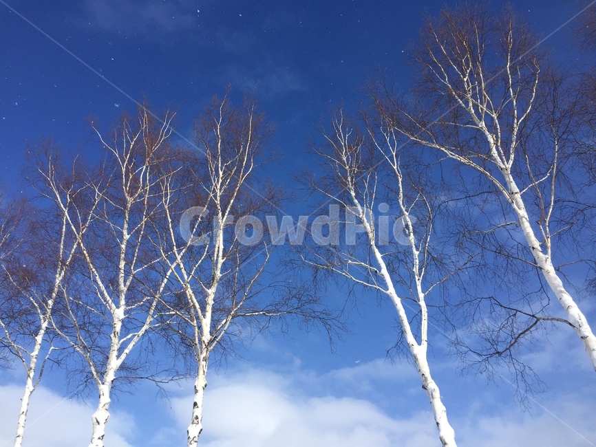 tree,나무,식물,plant,겨울,눈,하늘,sky,snow,winter,삿포로,홋카이도,북해도