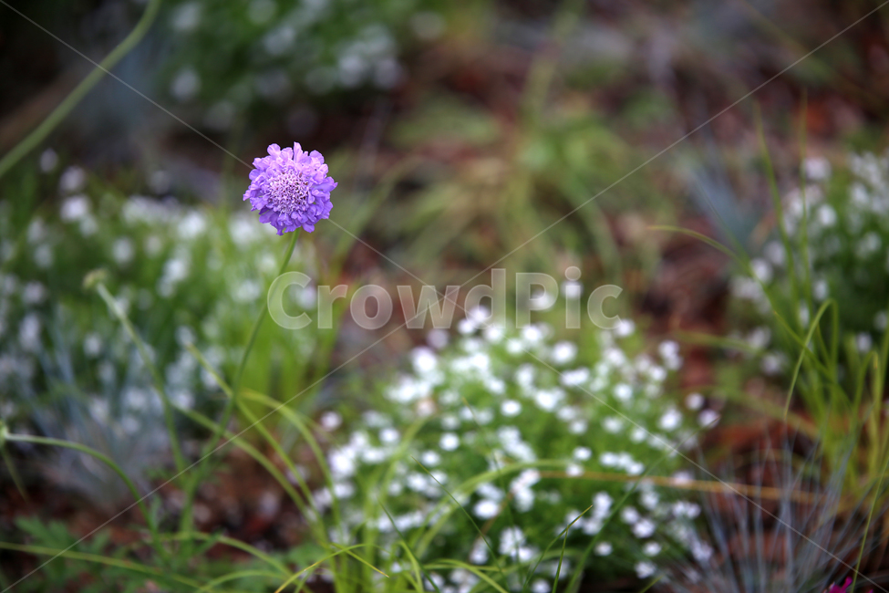 꽃,감성,보라색,flower,휴식