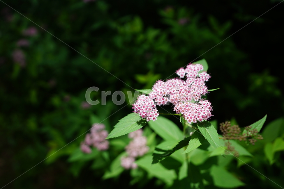 식물,꽃,플라워,생명,생물,컬러,색감,감성,flower,color,식물,자연,plants,nature,꽃,flower