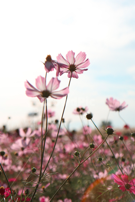 가을,가을감성,코스모스,자연,꽃,분홍색,핑크색,가을,계절,fall,autumn,season,식물,자연,plants,nature,꽃,flower,plant,petal,꽃잎,blossom