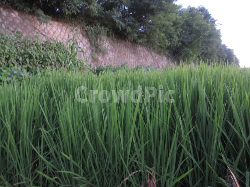 벼,asianrice,농사,풍경,자연,초록,논,힐링,시골,산업,industry,industrial,농업,농사,agriculture,farming,farming industry