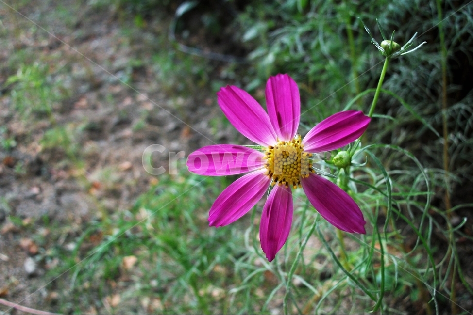 코스모스,꽃,식물,자연,늦여름,가을,가냘픈,가녀린,cosmos,plant,bloom,flower,latesummer,fall,식물,자연,plants,nature,꽃,flower