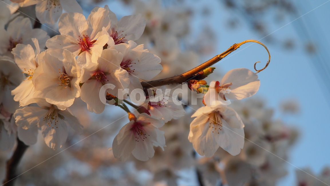 자연,풍경,scenery,view,plant,벚꽃,sakura,식물