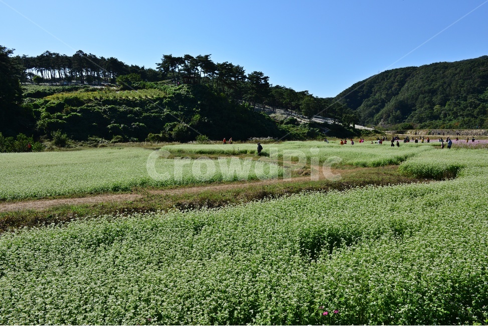 인간,human,person,사람,farm,농장,rural,농촌,outdoors,옥외,field,들,nature,자연,plant,식물,tree,나무,treetrunk,나무줄기,정읍,국절초공원,메밀꽃,메밀밭